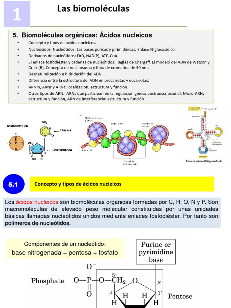 Tema 6.- Ácidos Nucleicos | PDF | Rna | Ácidos nucleicos