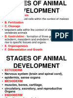 Stages of Animal Development and Male Reproductive System