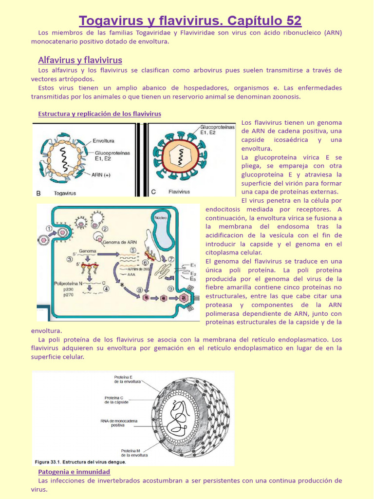 Virus | PDF