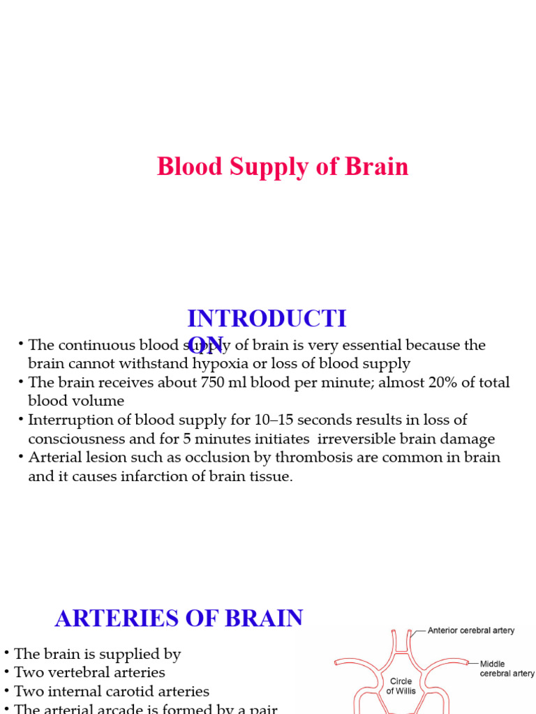 Blood Supply of Brain | PDF | Vein | Cerebral Cortex