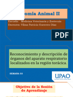 S3 - PPT - Reconocimiento y Descripción de Órganos Del Aparato Respiratorio