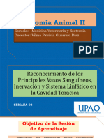 S4 - PPT - Práctica - Reconocimiento de Los Principales Vasos Sangineos Del Tórax, Inervación, Sistema Linfático