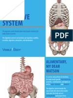 VisibleBody Digestive System