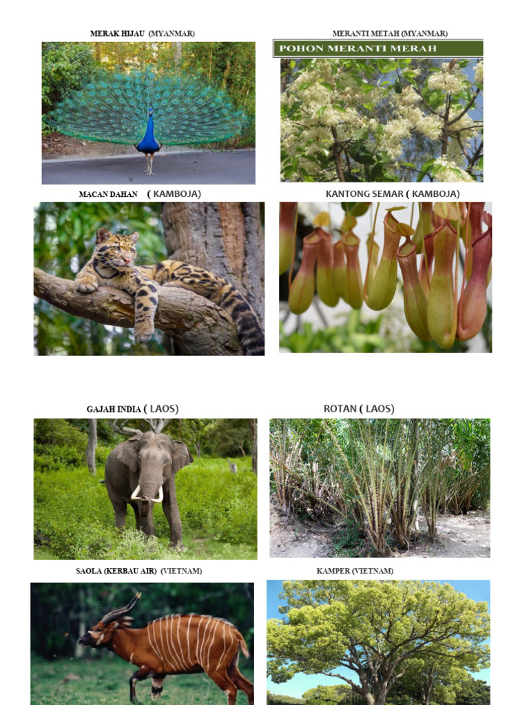 Flora Dan Fauna Asia Tenggara | PDF