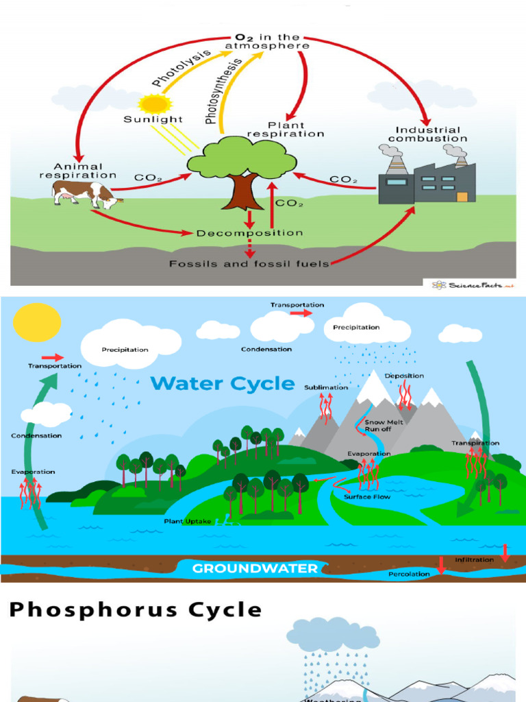 Nutrients Cycle Biology Diagrams