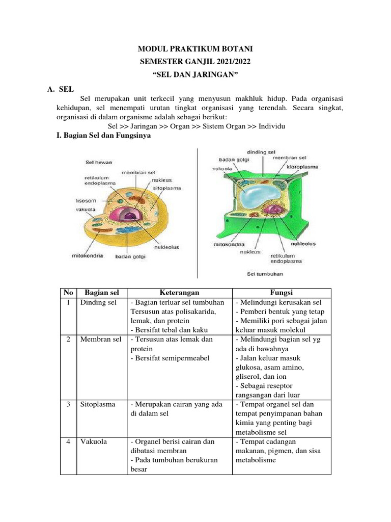 Modul Sel Dan Jaringan | PDF