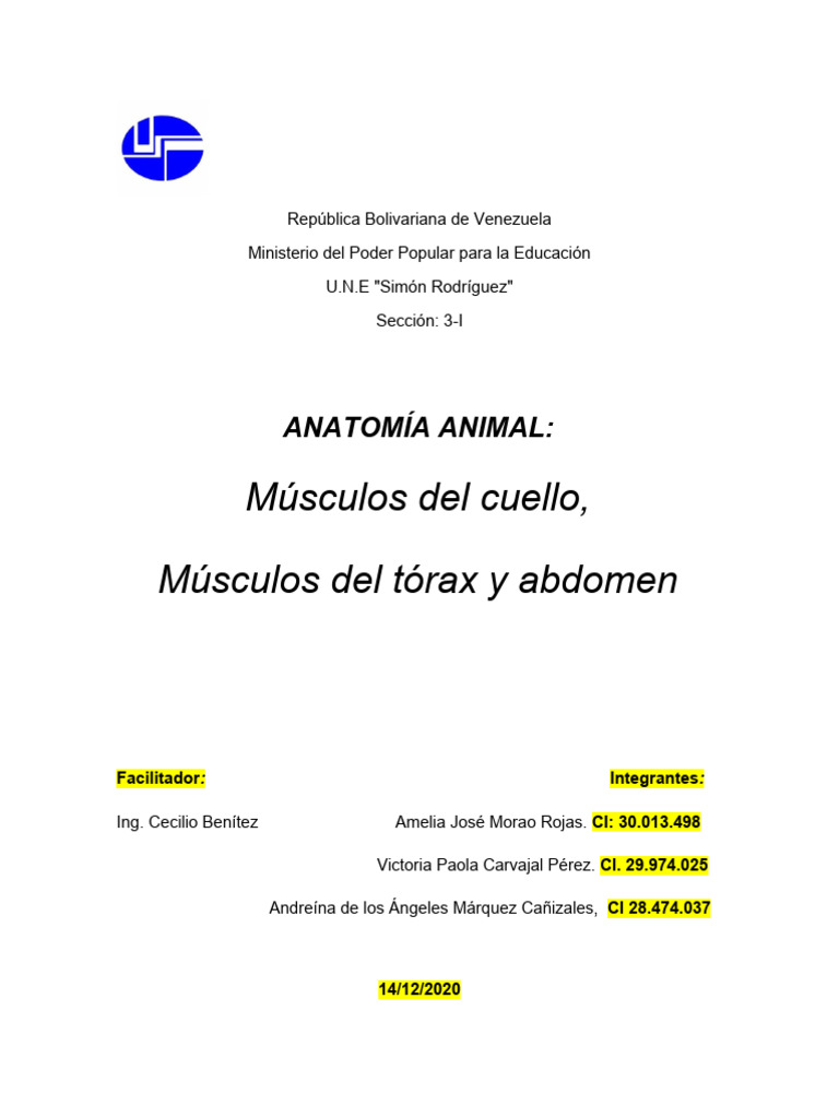 Anatomia Veterinaria Pdf Vértebra Tórax