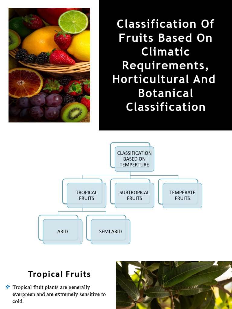 Fruits Classification PDF Fruit Agriculture