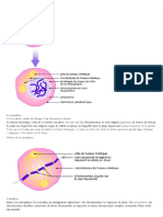 1re-Sciences-De-La-Vie-Et-De-La-Terre-La-Division-Cellulaire-Chez-Les-Eucaryotes 1