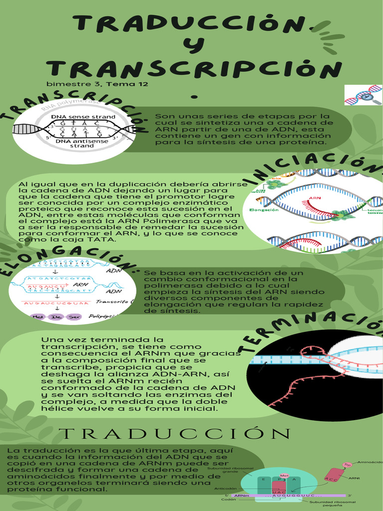 Transcripción Y Traducción Ejemplos – EYONM