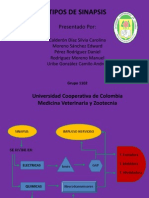 Diagrama de Flujo Sobre Sinapsis