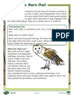 Barn Owls Reading Comprehension Activity Ver 3