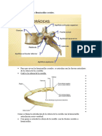 Repaso 1er Parcial Lab de Anatomia I