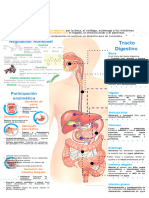 576136060 Infografia Metabolismo y Hormonas Sistema Digestivo