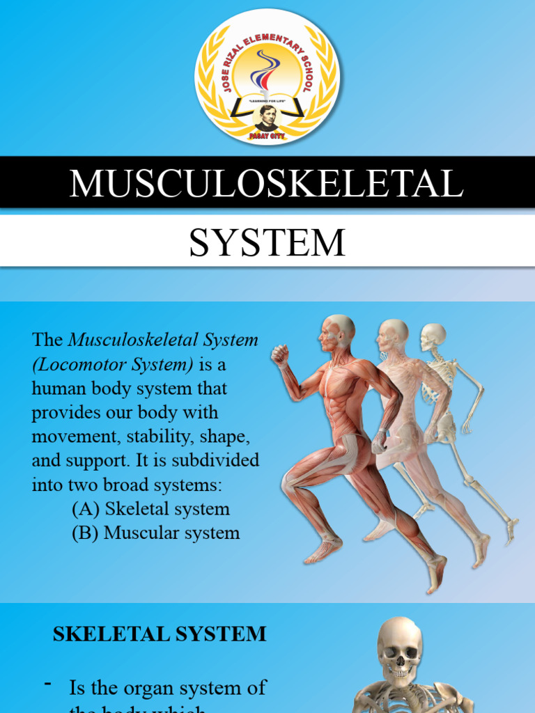 Overview of the Musculoskeletal System | PDF | Skeleton | Skeletal Muscle