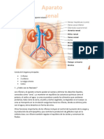 Actividad Aparato Renal