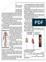 Sistema Cardiovascular