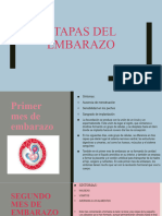 Etapas Del Embarazo