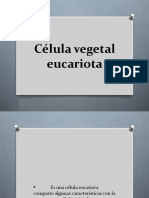 Célula Vegetal Eucariota