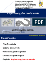 Seminario Parasito Angiostrongylus