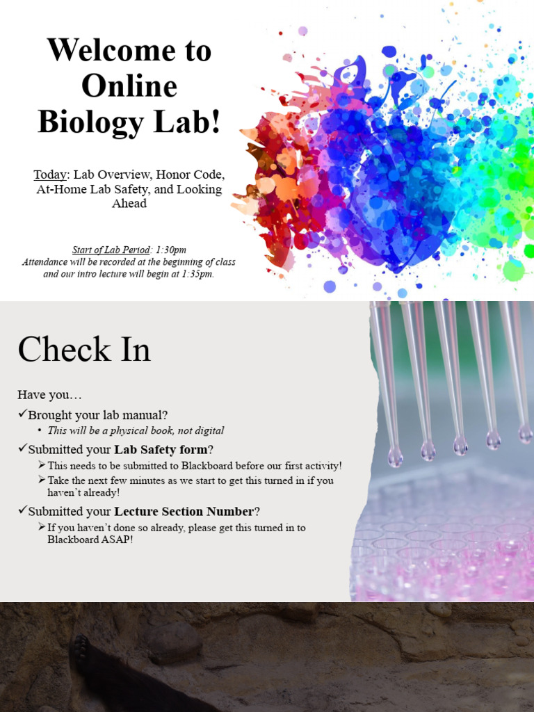 Week 1 Lab Safety+Expectations Online PDF Plagiarism
