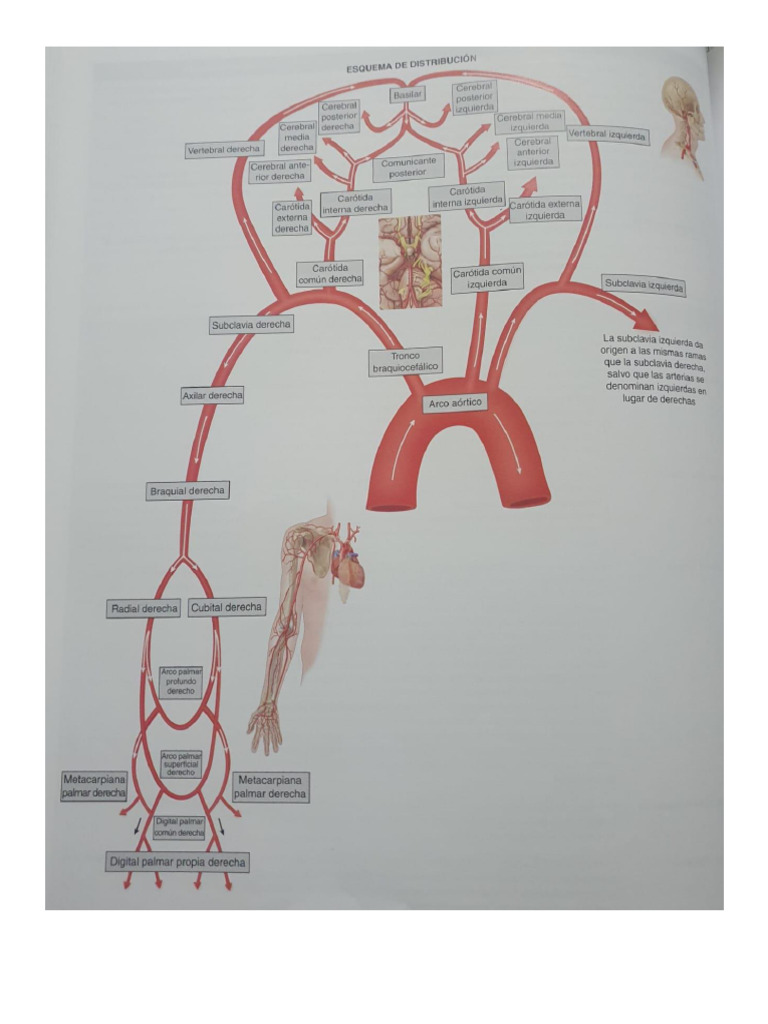 Fisio | PDF