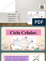 Ciclo Celular (1)