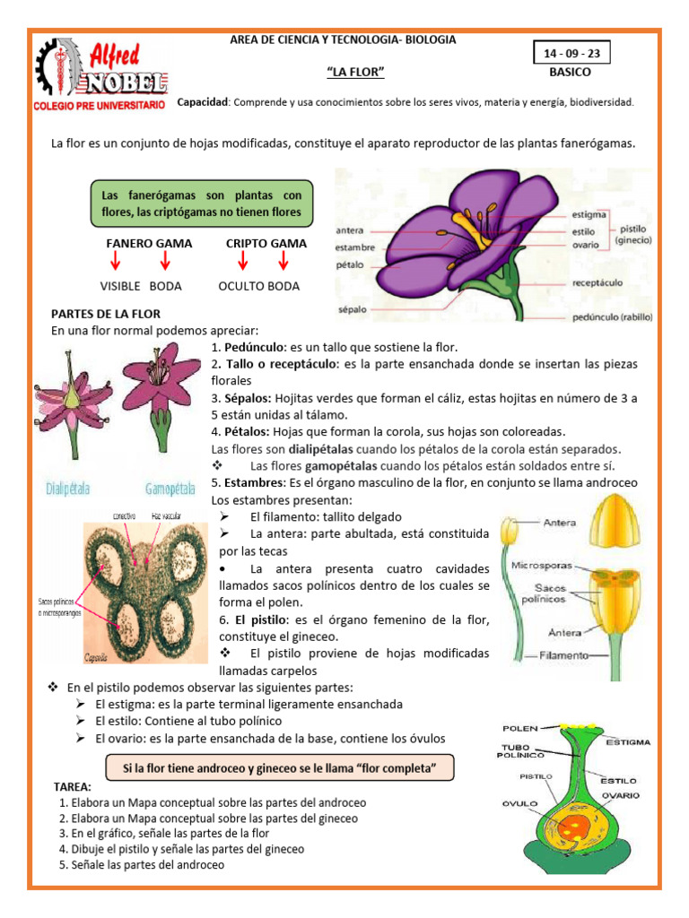 Basico La Flor | PDF | Flores | Reproducción de plantas