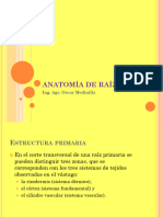 Anatomía de Raíz