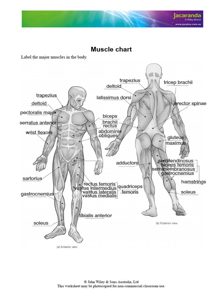 Major Muscles Labeling Worksheet | PDF