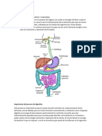 SISTEMA DIGESTIVO y Sus Partes