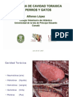 Patologias de Cavidad Toraxica en Perro y Gato