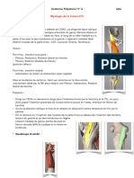 Anatomie Palpatoire N°4