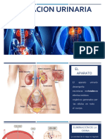 Eliminación Urinaria