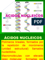 Ã - Cidos Nucleicos 2023