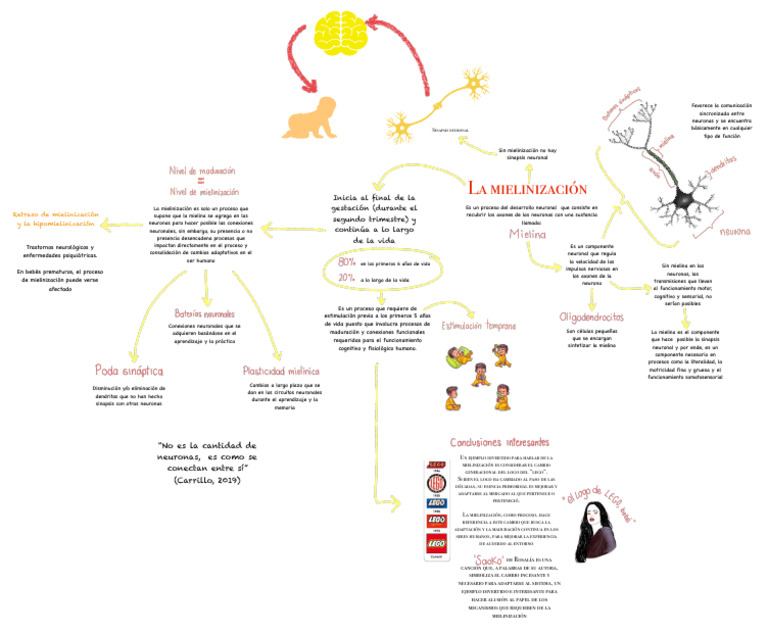La mielinización PDF Neurona Mielina