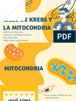 Ciclo de Krebs Y La Mitocondria