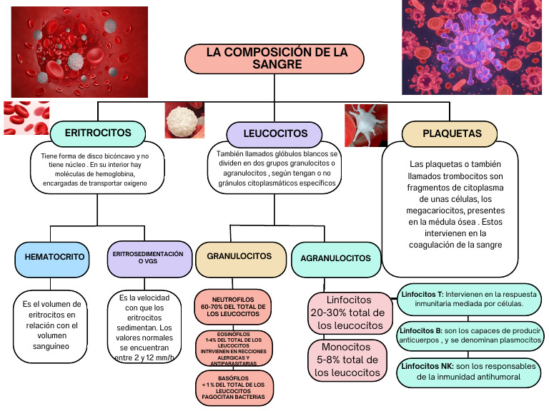 la-sangre-esquema-pdf-leucocito-sangre