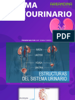 Sistema Genitourinario