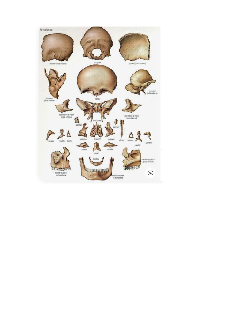Ossos Do Cranio Part 2 Pdf