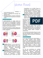 19.sistema Renal.S10P2