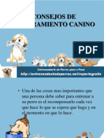 7 Consejos de Adiestramiento Canino