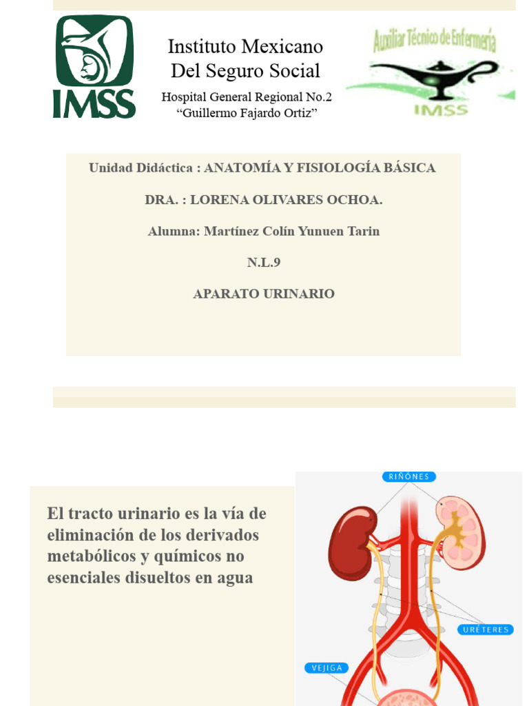 Riñon | PDF | Riñón | Sistema urinario