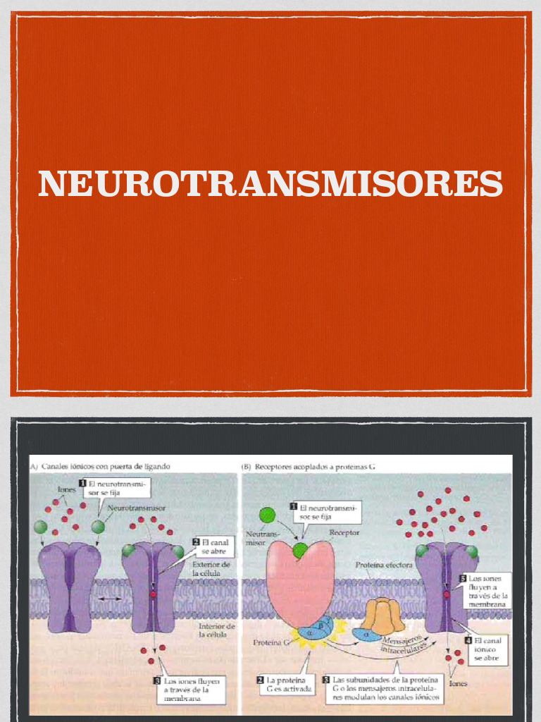 Neuro Transm I Sores | PDF | Norepinefrina | Serotonina