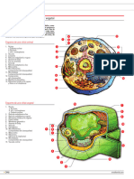 Estructura Celula Vegetal y Animal