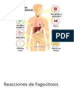 Reacciones de Fagocitosis