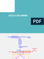 Ciclo de Krebs, Fosforilacion Oxidativa, Cadena Respiratoria