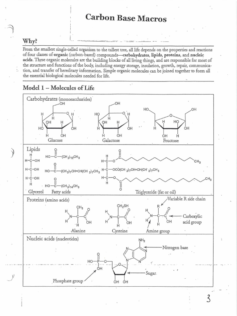 Pogil MacrosNo Titles Download Free PDF Lipid Biomolecules