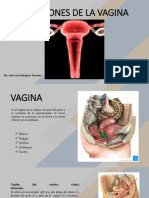 10ma Semana - Vagina y Sus Relaciones