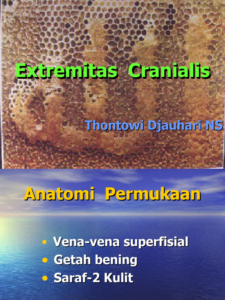 Anatomi Extremitas Cranialis dan Inervasi | PDF